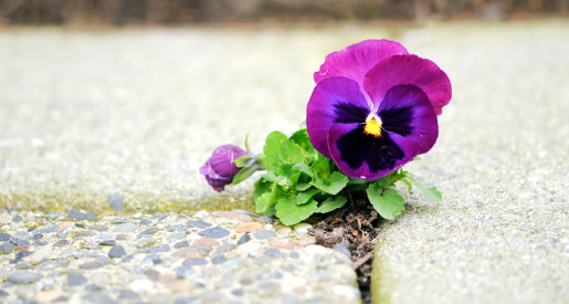 Flor morada brotando con fuerza de una grieta en el hormigón, simbolizando el crecimiento y la vida que emerge del vacío fértil.