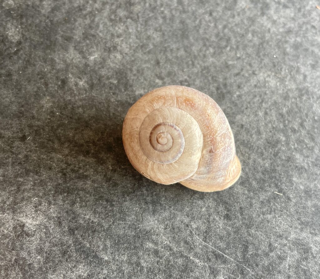 Concha de caracol en espiral, representando los patrones repetitivos y la sensación de bucle, y cómo el Coaching Social ayuda a salir del bucle, similar al mito de Sísifo.